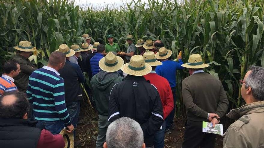 Visita a una finca de un nuevo maíz con Irmáns Picaño